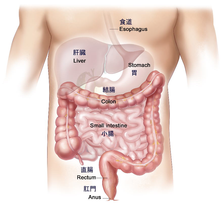 大腸・小腸図