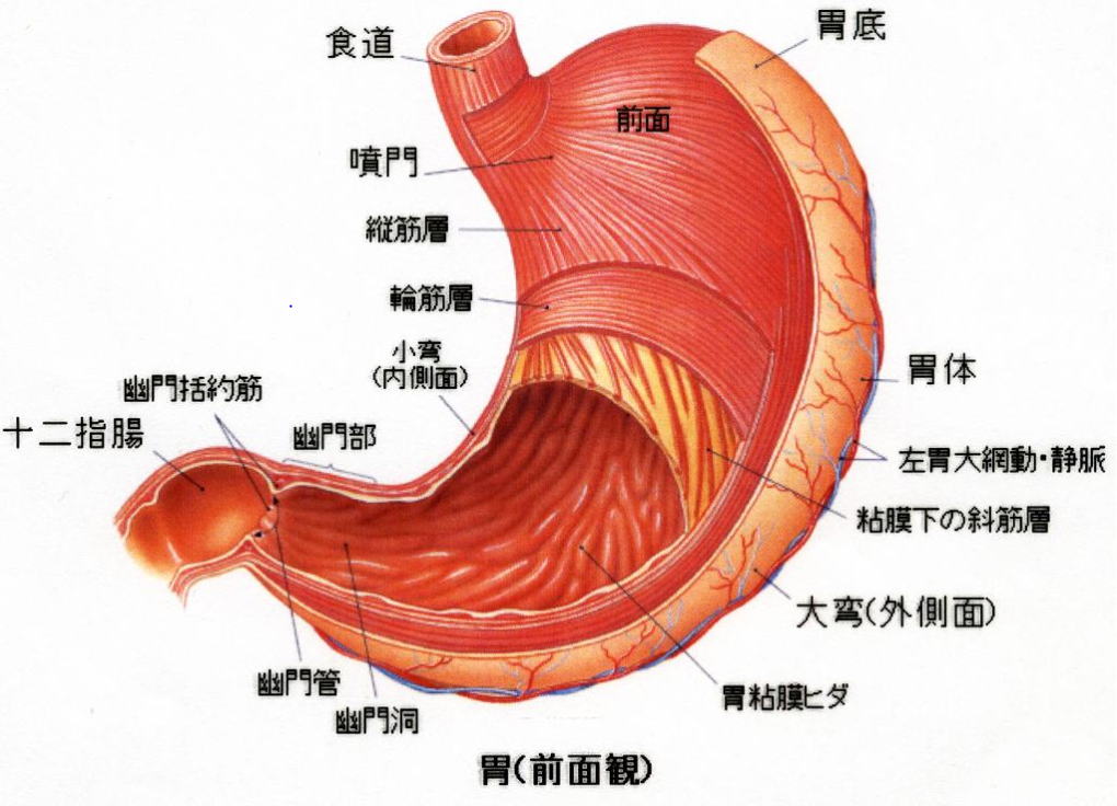 胃の消化（胃の構造）